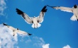 Seagulls Attack Wallpaer