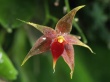 Epiphytic Orchid Wallpaer