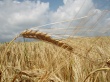 German grain field Wallpaer