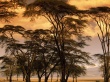 Steppe Trees Wallpaer