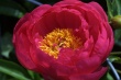 Anemona Azaleas Wallpaer