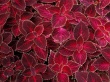 Red Nettles Wallpaer