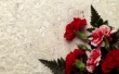 Carnation Decor Wallpaer