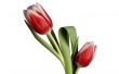 Tulip Model Wallpaer