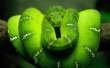 Tree Snake Wallpaer