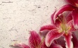Decor Lily Wallpaer