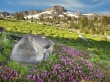 Purple Glade Wallpaer