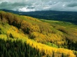 Yellow Forest Wallpaer