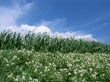Maize Border Wallpaer
