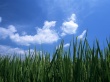 Green Fields Wallpaer