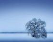 Sleepless Wallpaer