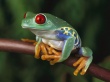 Red Eyes Wallpaer