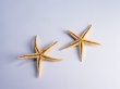 Star Shells Wallpaer