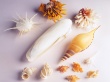 Shells Wallpaer
