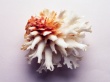 Shell Wallpaer