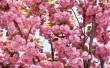 Pink Bloom Wallpaer