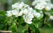 Spring Tree Wallpaer