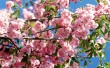 Pink & Blue Sky Wallpaer