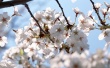 Purity Flower Wallpaer