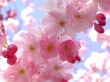Spring Feeling Wallpaer