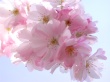 Scent Wisp Wallpaer