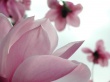 Magnolia Flower Wallpaer