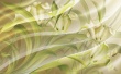 Wind Flower Wallpaer