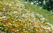 Glade Flowers Wallpaer