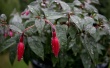 Fusia after Rain Wallpaer