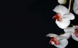 White Orchid Wallpaer