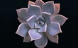Natural Synthetic Wallpaer