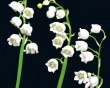 Lily of the valley Wallpaer