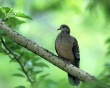 Turtle Dove Wallpaer