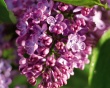 Lilac 4 You Wallpaer