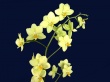 Orchideas Wallpaer