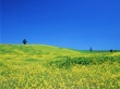 Yellow Fields Wallpaer