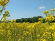 Field Of Happines Wallpaer