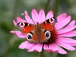 Peacock Butterfly Wallpaer