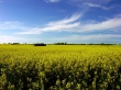 Summer Hill Wallpaer