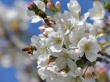 Springtime Blossoms Wallpaer