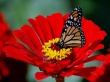 Butterfly Wallpaer