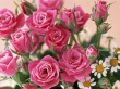Home Roses Wallpaer
