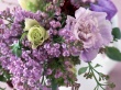 Lilac Blossom Wallpaer
