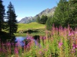 Summer Beauty Wallpaer