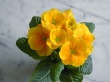Primroses Wallpaer