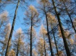 Larches Wallpaer