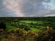 Gorse Wallpaer