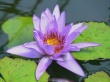 Lilac Lilly Wallpaer