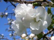 Persephone returns Wallpaer