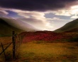Scottish Heather Wallpaer